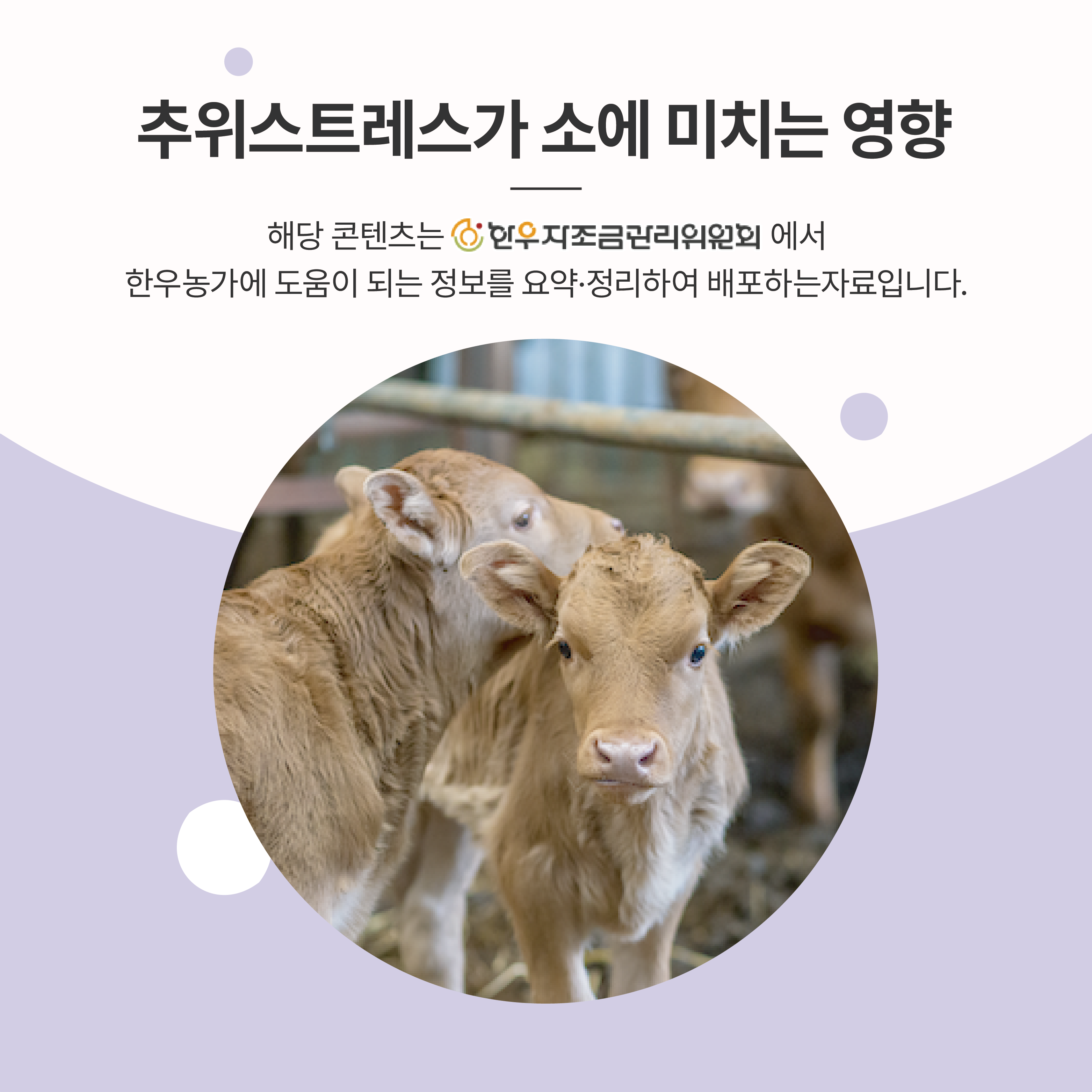추위 스트레스가 소에 미치는 영향