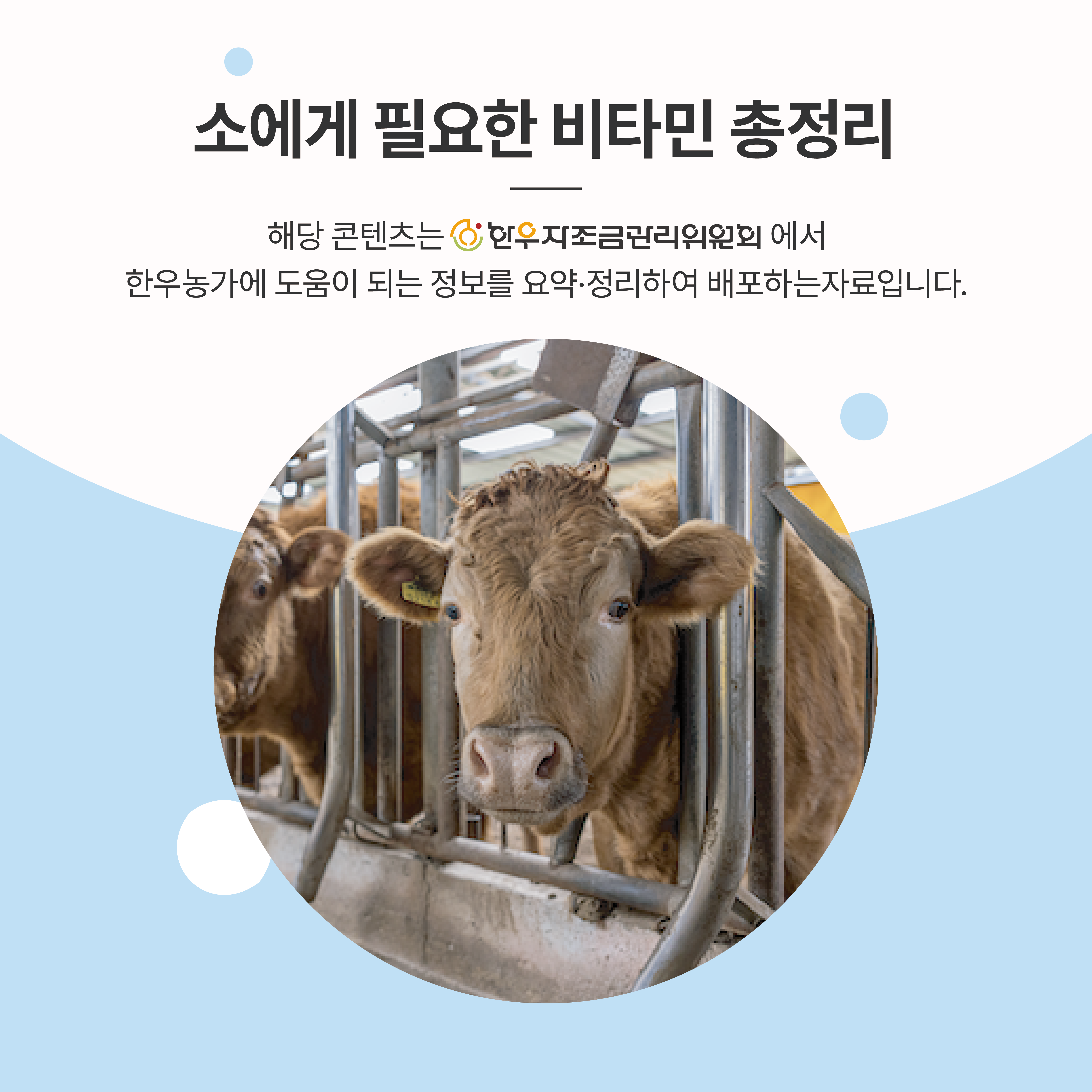 소에게 필요한 비타민 총정리