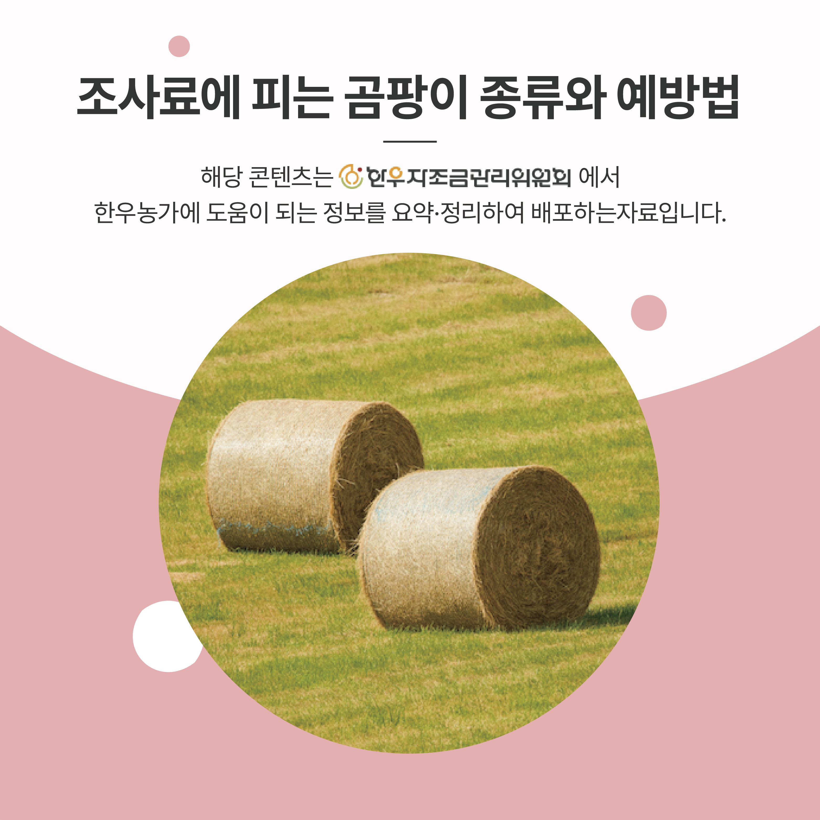 조사료에 피는 곰팡이 종류와 예방법
