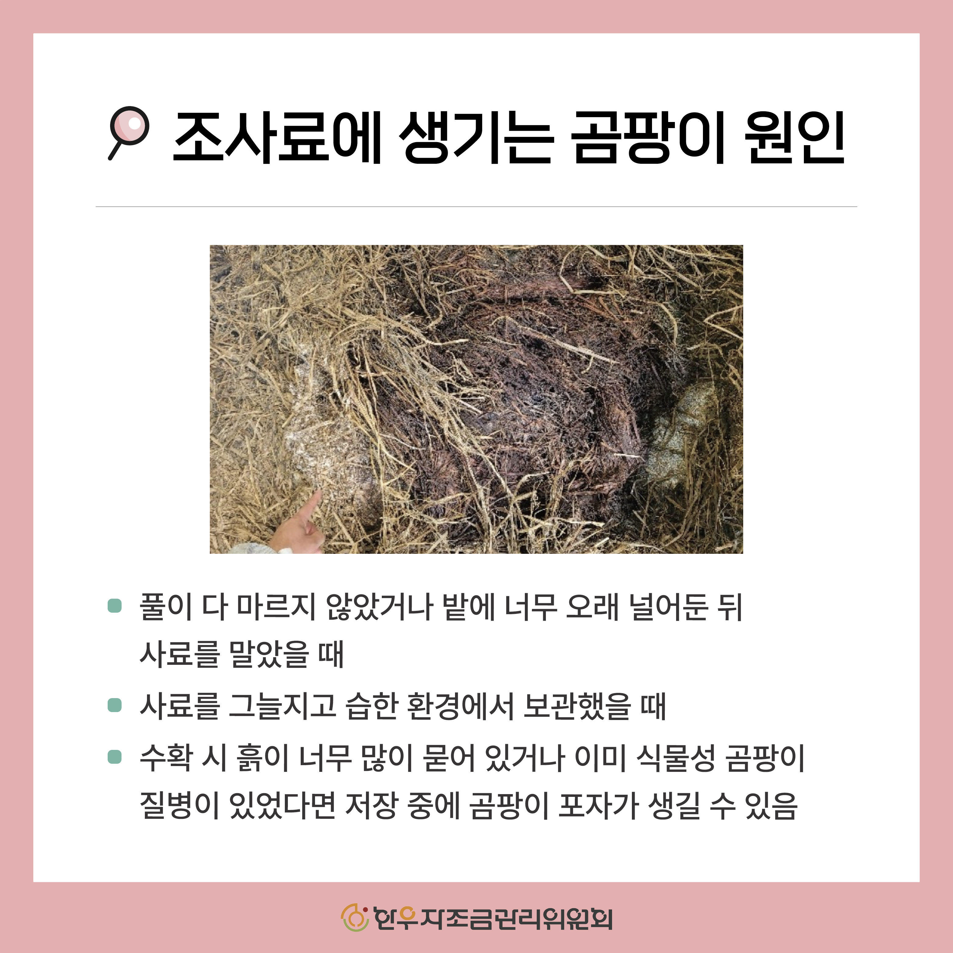 조사료에 피는 곰팡이 종류와 예방법