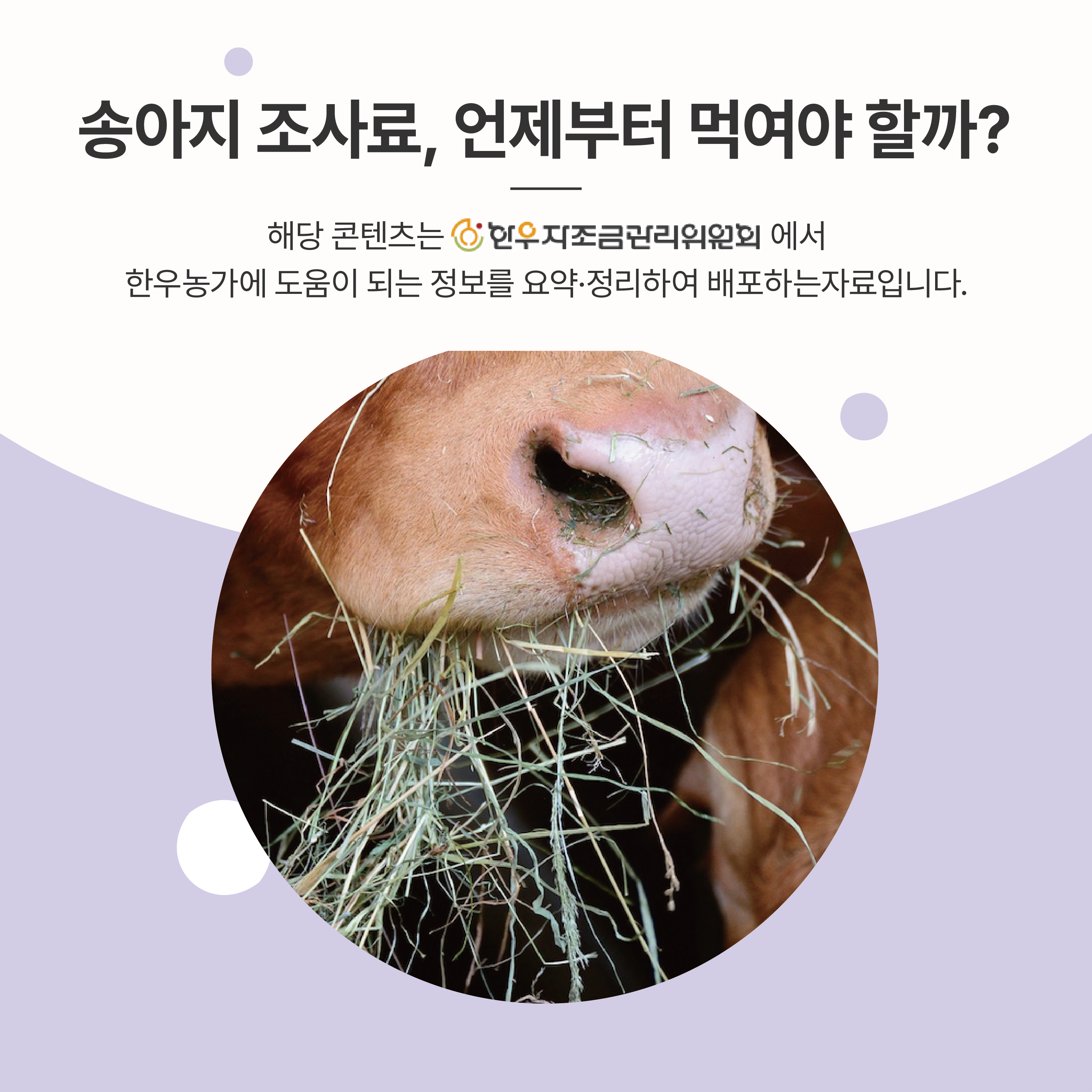 송아지 조사료, 언제부터 먹여야 할까?