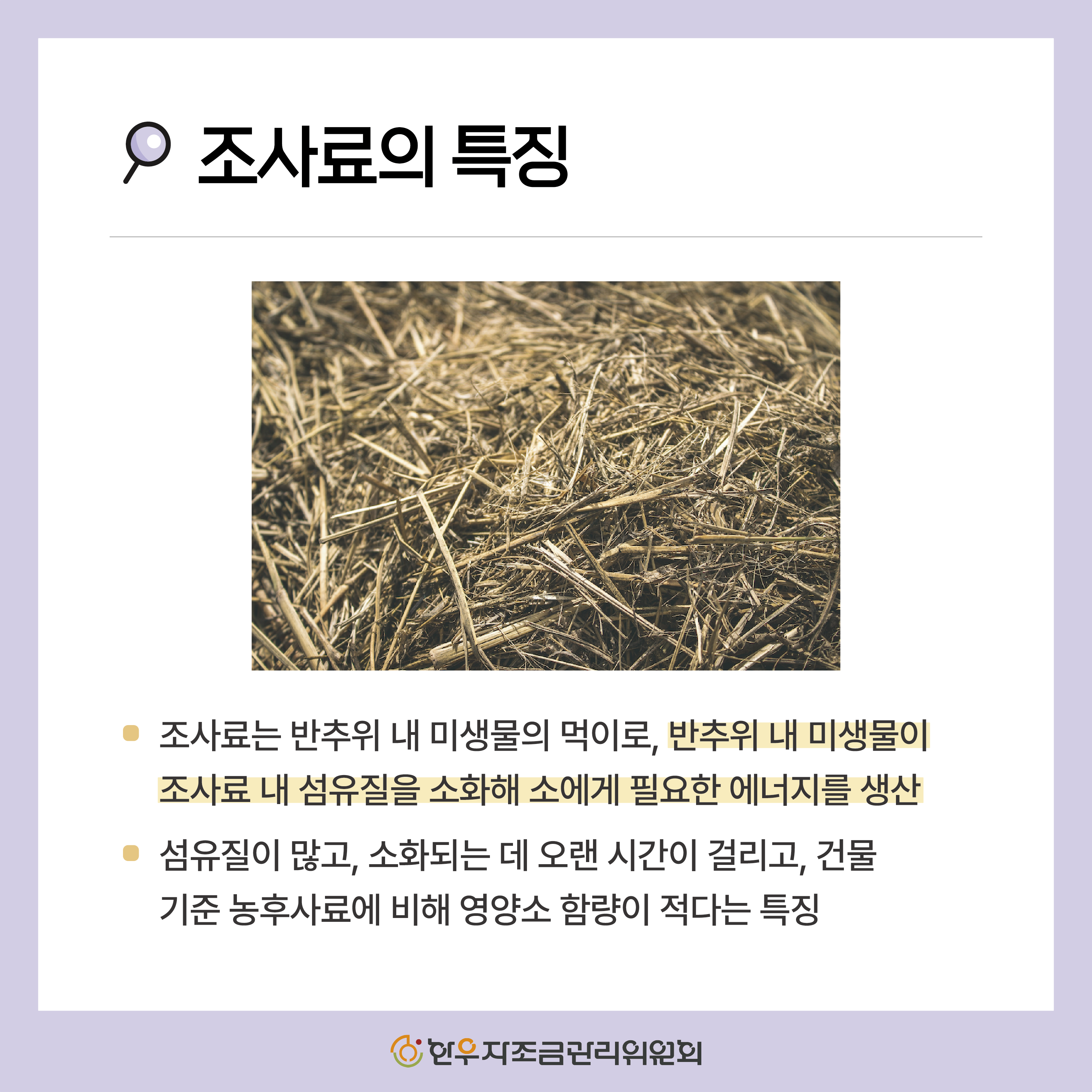 송아지 조사료, 언제부터 먹여야 할까?