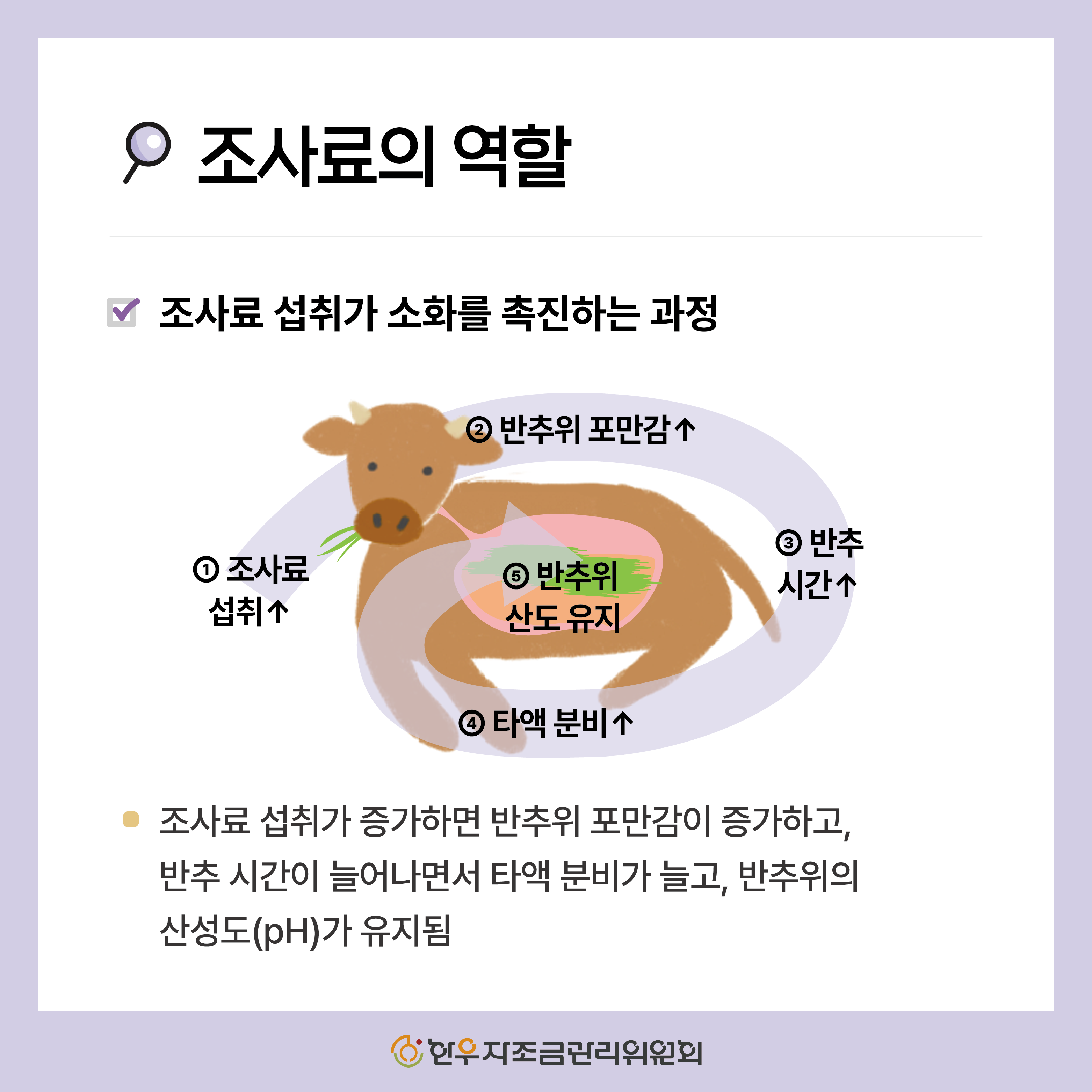 송아지 조사료, 언제부터 먹여야 할까?