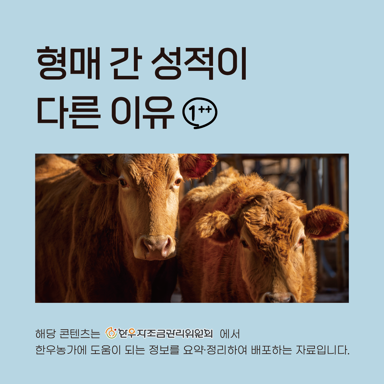한우 형매간 성적