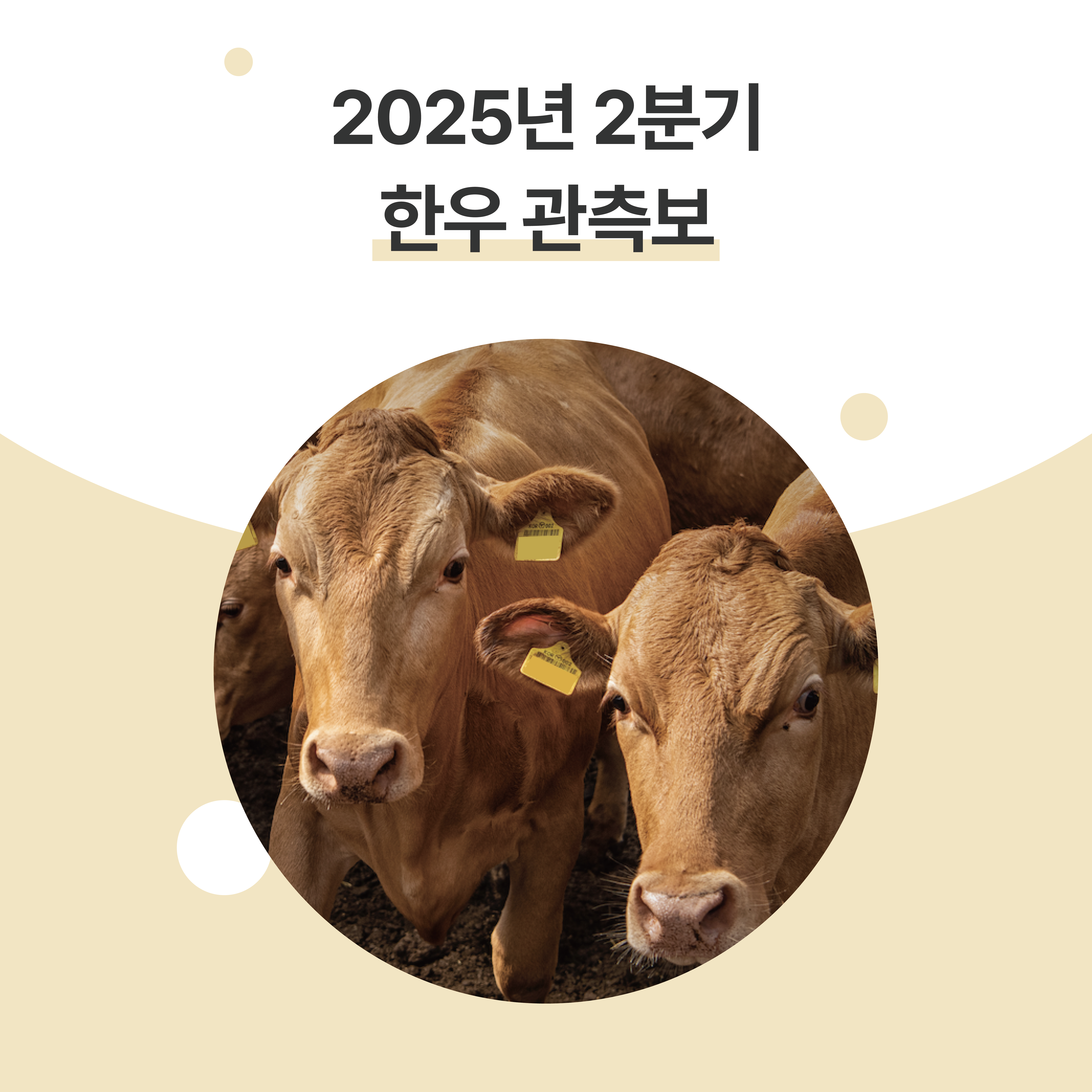 2025년 2분기 한우 관측보