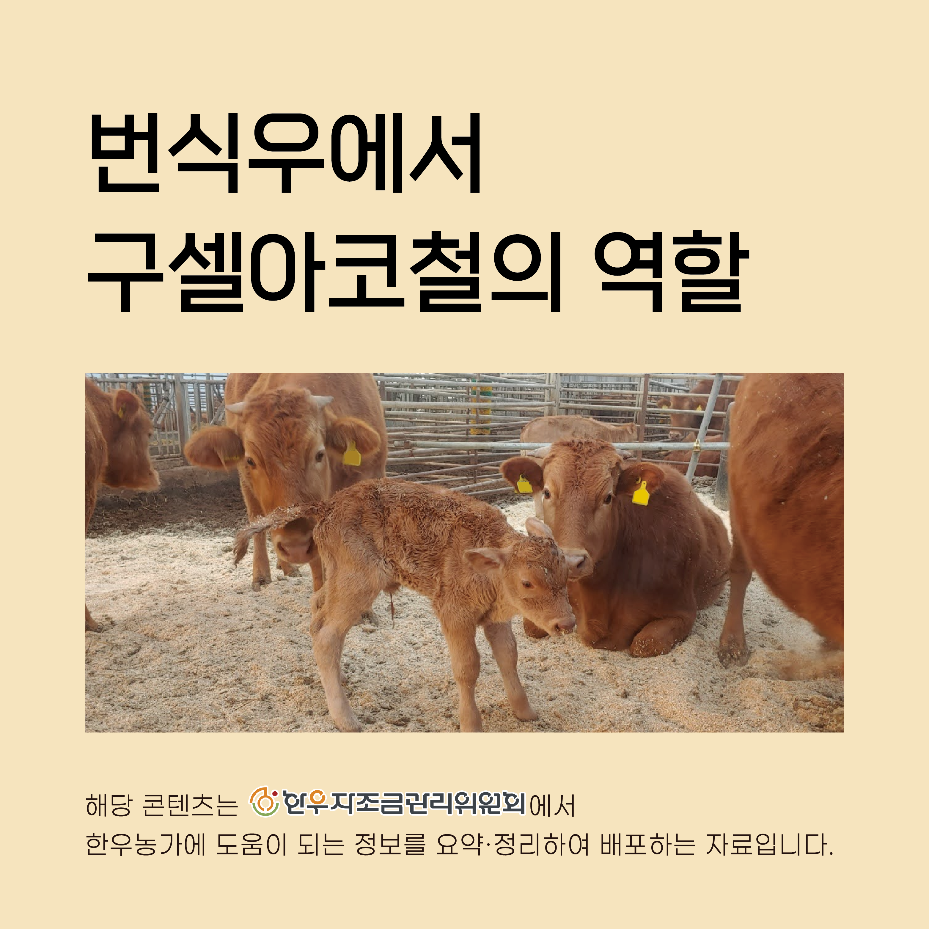 번식우에서 구셀아코철의 역할