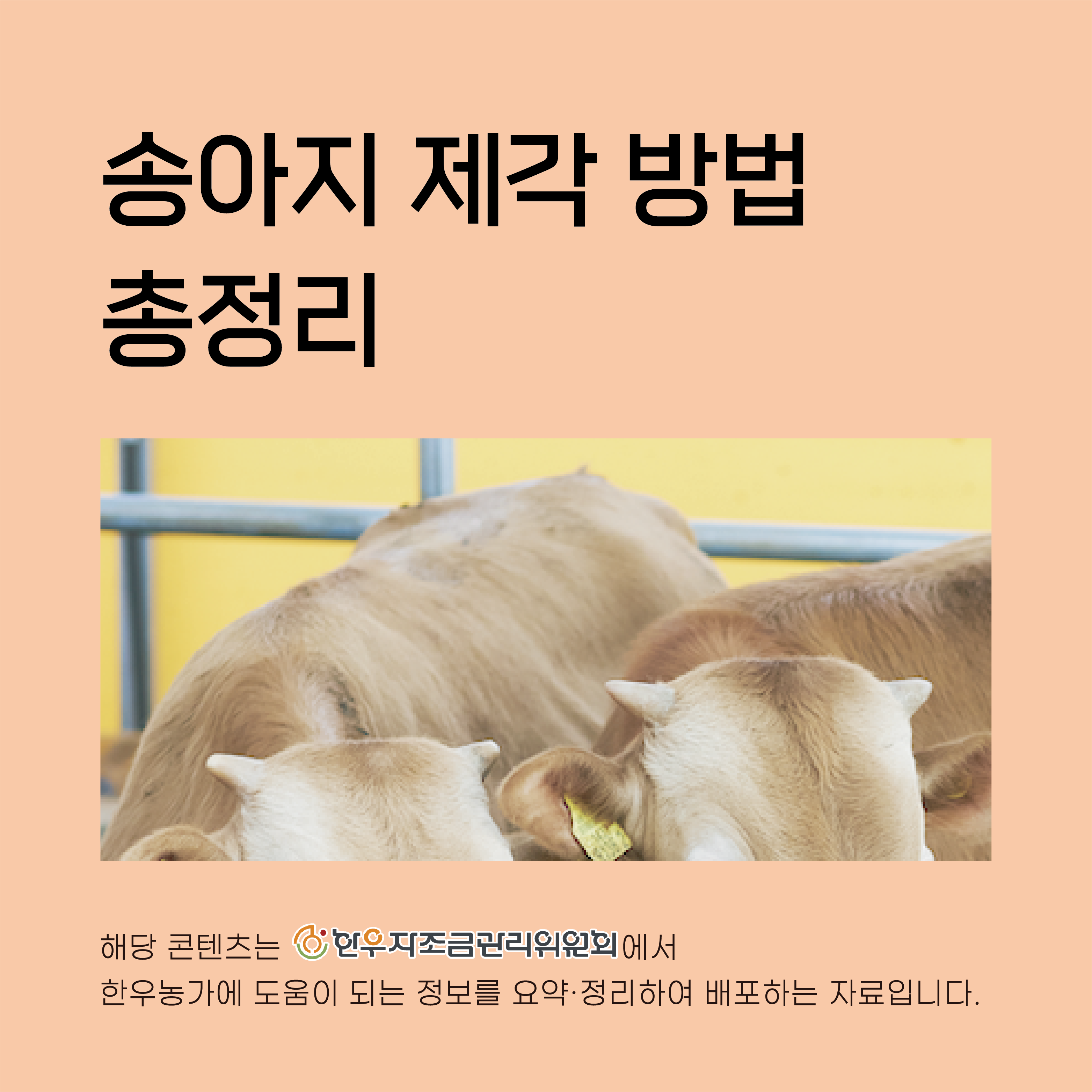 송아지 제각 방법 총정리